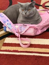 Reunited Male Cat last seen Victoria way , Greater London, England SE7 7LB