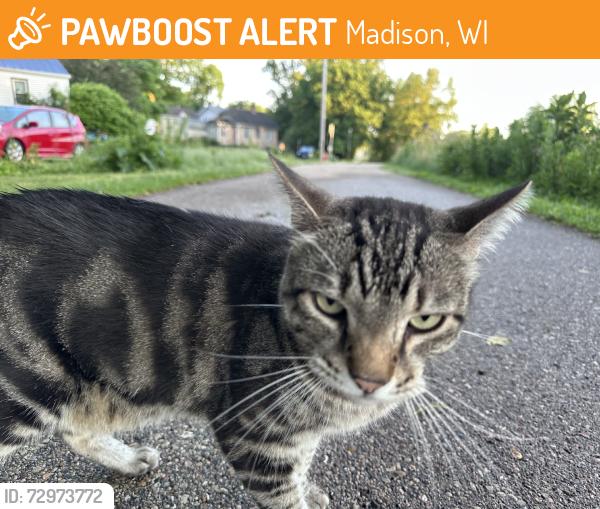 Found/Stray Unknown Cat last seen Starkweather Path near Sachs Street, Madison, WI 53704