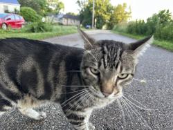 Found/Stray Unknown Cat last seen Starkweather Path near Sachs Street, Madison, WI 53704