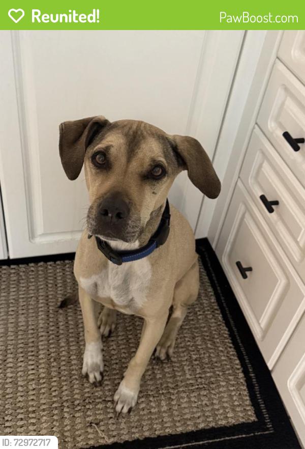 Reunited Male Dog last seen Kings Lake Blvd, Naples, FL, Naples, FL 34112