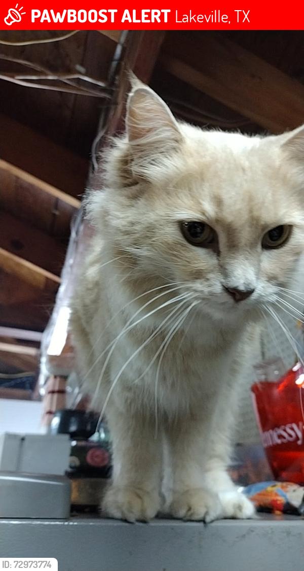 Lost Male Cat last seen Sycamore crest ln, Lakeville, TX 77449