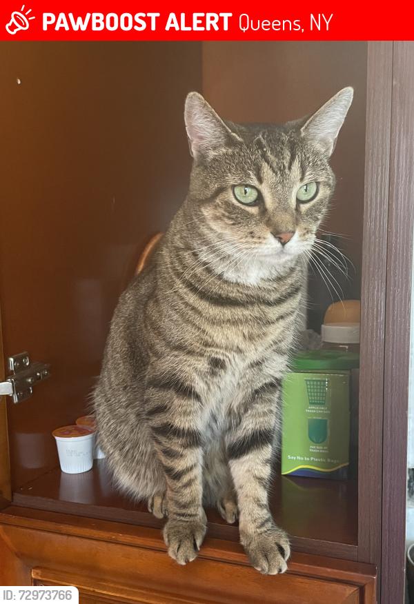 Lost Female Cat last seen 19th Avenue near Utopia Parkway, Queens, NY 11357