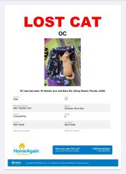 Lost Male Cat last seen Atlantic and Sims, Delray Beach, FL 33484