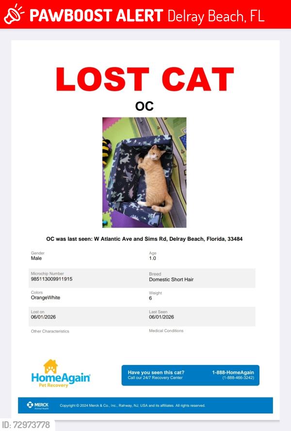 Lost Male Cat last seen Atlantic and Sims, Delray Beach, FL 33484