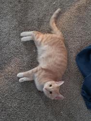Reunited Female Cat last seen South Point Rd, Mineral Point Rd, Valley View Rd, S Pleasant View Rd, Fitchburg, WI 53593
