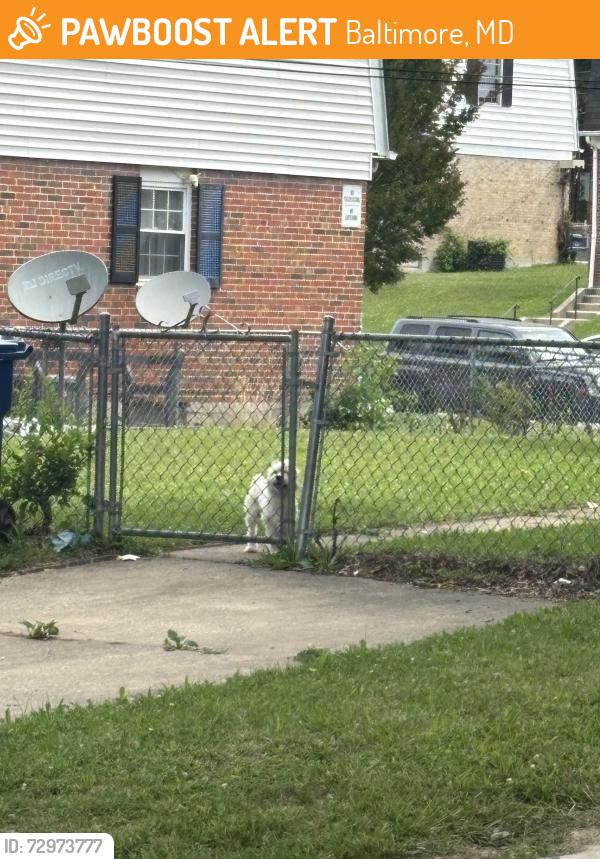 Found/Stray Unknown Dog last seen Cedgate road , Baltimore, MD 21206