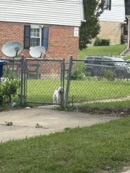 Found/Stray Unknown Dog last seen Cedgate road , Baltimore, MD 21206