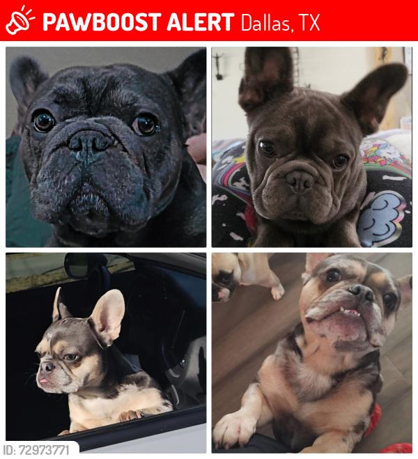 Lost Male Dog last seen By Shiloah and Oates, Dallas, TX 75228