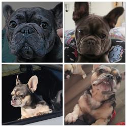 Lost Male Dog last seen By Shiloah and Oates, Dallas, TX 75228