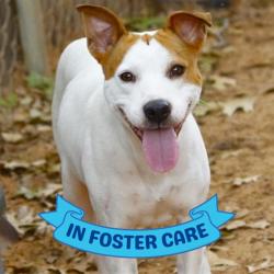 Shelter Stray Female Dog last seen Near BLOCK HOLTON ST, TALLAHASSEE FL 32310, Tallahassee, FL 32311