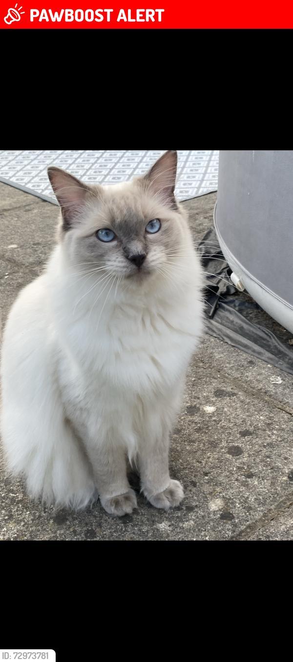 Lost Male Cat last seen Saunders Road, Royal Tunbridge Wells, England TN4 8LB