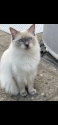 Lost Male Cat last seen Saunders Road, Royal Tunbridge Wells, England TN4 8LB