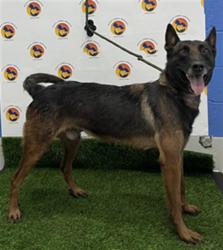 Shelter Stray Male Dog last seen Near BLOCK WAYNE RD, Land O' Lakes, FL 34638