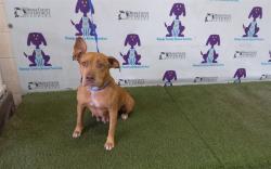 Shelter Stray Female Dog last seen , 2769 Conroy Rd, Orlando, FL 32839, USA