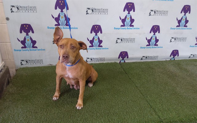 Shelter Stray Female Dog last seen , 2769 Conroy Rd, Orlando, FL 32839, USA