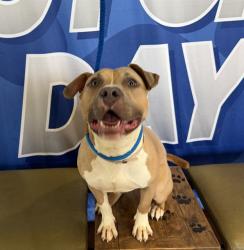 Shelter Stray Male Dog last seen Near BLOCK HALE AVE, 3528 Newburg Rd, Louisville, KY 40218, USA