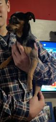Lost Male Dog last seen Rua ediorgines Pires de jesus, Palmitalzinho, PR 83420-000