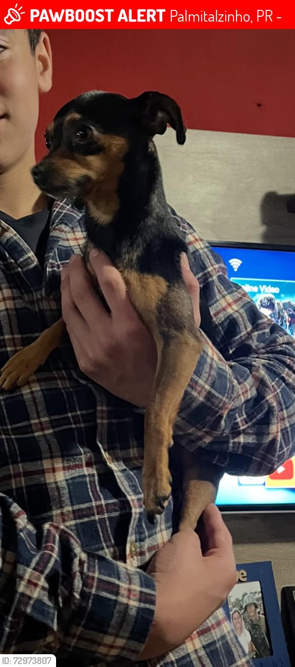 Lost Male Dog last seen Rua ediorgines Pires de jesus, Palmitalzinho, PR 83420-000