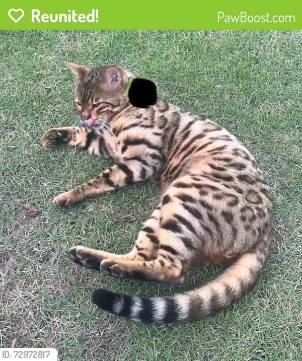 Reunited Unknown Cat last seen Off of Harts Mill Road, Atlanta, GA 30341