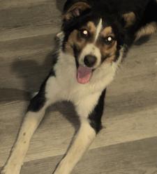 Lost Male Dog last seen Town Street, Columbus, OH 43222