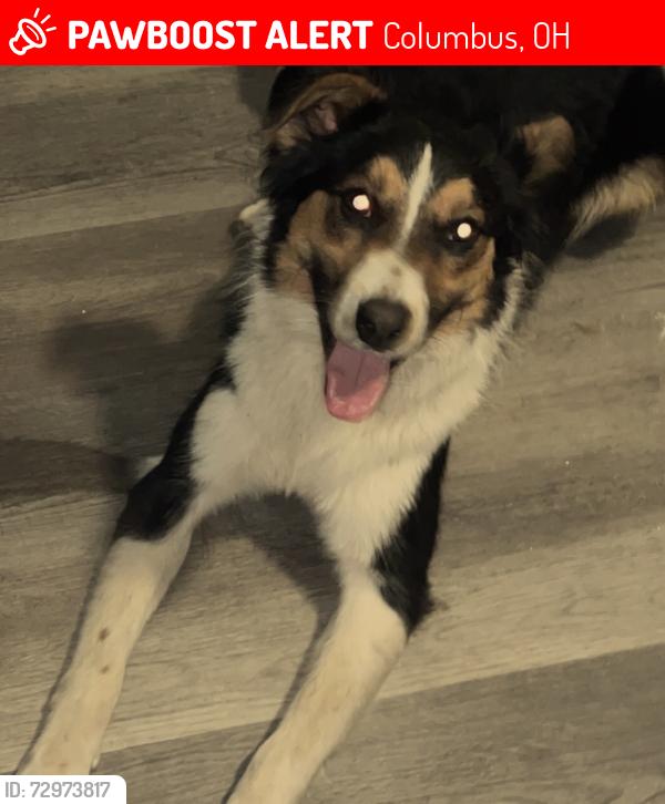 Lost Male Dog last seen Town Street, Columbus, OH 43222