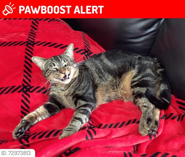 Lost Male Cat last seen Ladera Linda Park, Rancho Palos Verdes, CA 90275