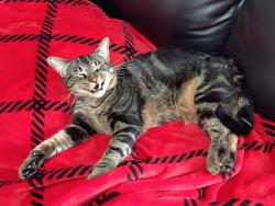 Lost Male Cat last seen Ladera Linda Park, Rancho Palos Verdes, CA 90275