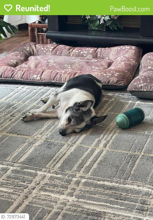 Reunited Male Dog last seen Beacon Hill Rd, Lincoln Village North, Prairie twp, Franklin County, Columbus, OH 43228