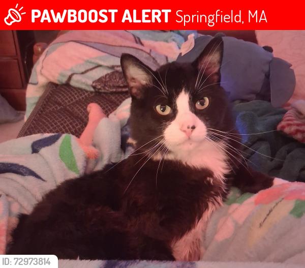 Lost Male Cat last seen Mercy medical center parking lot, Springfield, MA 01104