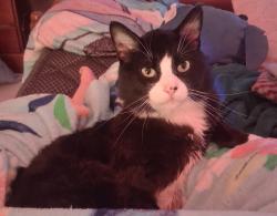 Lost Male Cat last seen Mercy medical center parking lot, Springfield, MA 01104