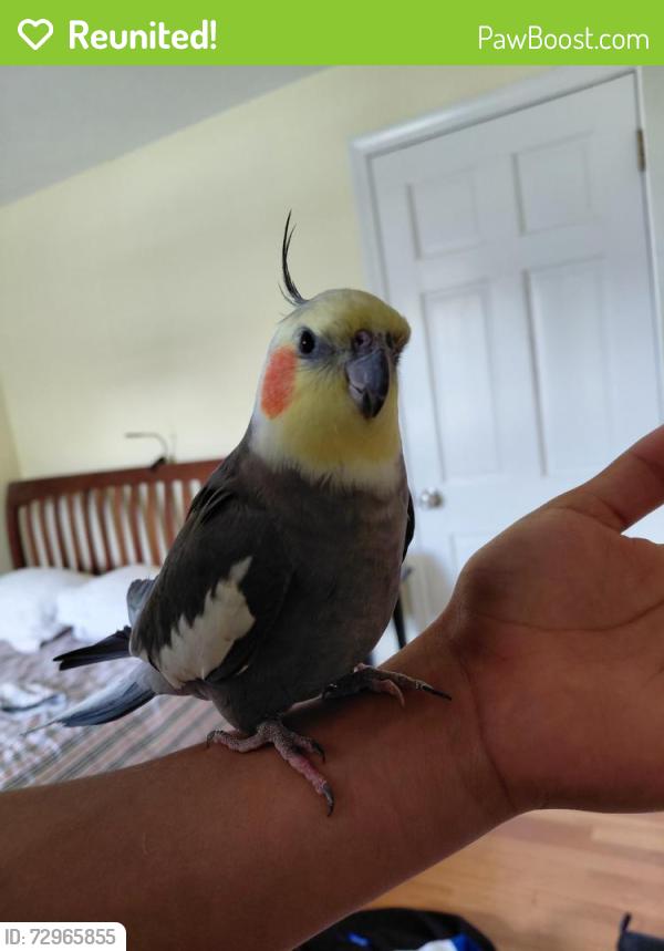 Reunited Male Bird last seen stony brook road, Westford, MA 01886