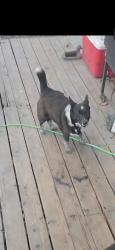Lost Female Dog last seen Near albatross way sacramento  ca, Sacramento, CA 95815