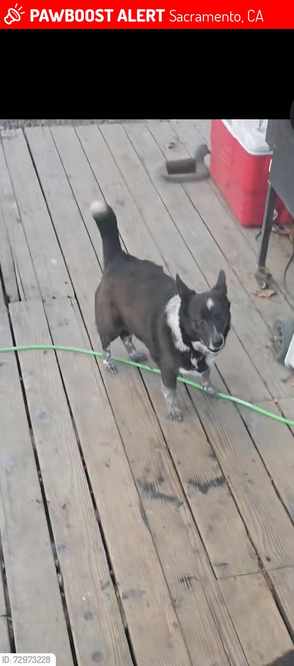 Lost Female Dog last seen Near albatross way sacramento  ca, Sacramento, CA 95815