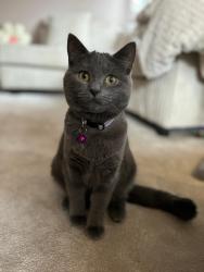 Lost Female Cat last seen St Johns church on st Johns road, Merseyside, England PR8 4RZ