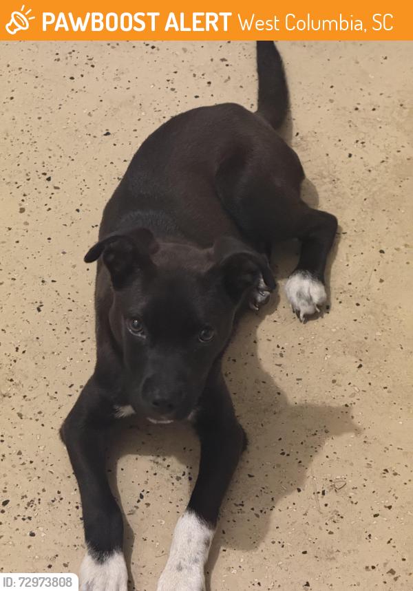 Found/Stray Male Dog last seen Lloywoods, West Columbia, SC 29033