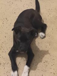 Found/Stray Male Dog last seen Lloywoods, West Columbia, SC 29033