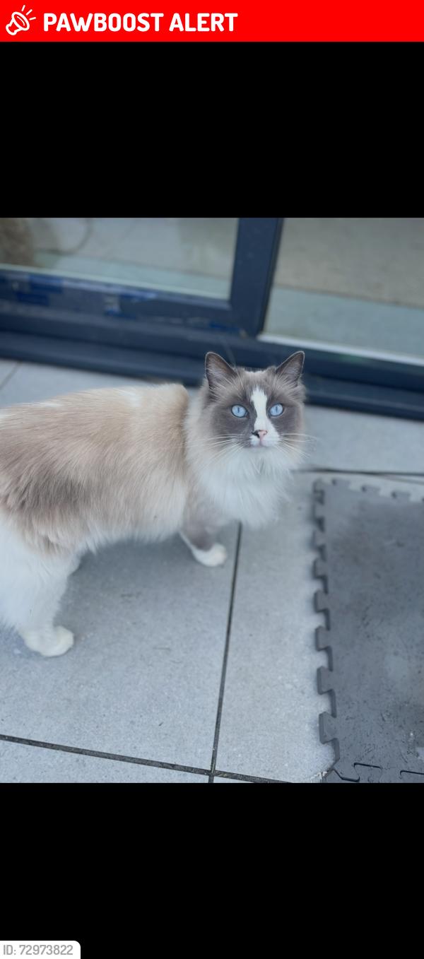 Lost Female Cat last seen Saunders Road, Royal Tunbridge Wells, England TN4 8LB