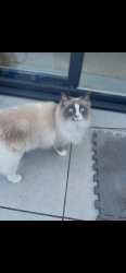 Lost Female Cat last seen Saunders Road, Royal Tunbridge Wells, England TN4 8LB