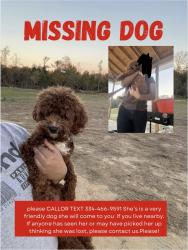 Lost Female Dog last seen County RD 33 Notasulga AL, Notasulga, AL 36866
