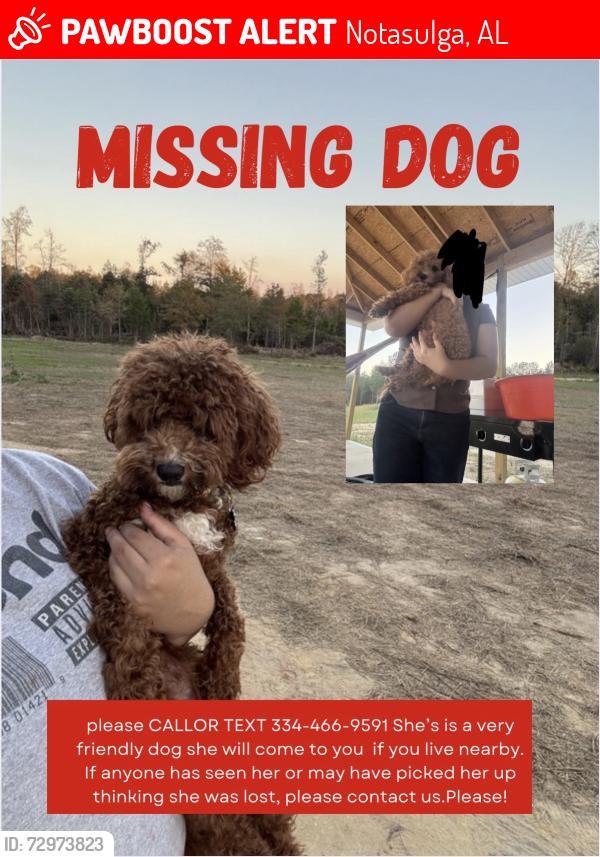 Lost Female Dog last seen County RD 33 Notasulga AL, Notasulga, AL 36866