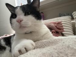 Reunited Male Cat last seen Crawley Rd & Rainbow Terrace, Odessa, FL 33556