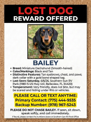 Lost Male Dog last seen Ricardos pizza and Ford dealership , Belleview, FL 34420