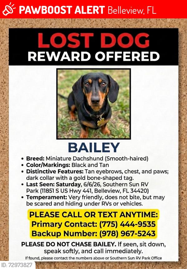 Lost Male Dog last seen Ricardos pizza and Ford dealership , Belleview, FL 34420
