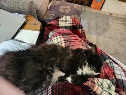 Reunited Female Cat last seen Old Coach Rd and Featherstone Dr , Midlothian, VA 23113