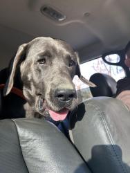 Lost Male Dog last seen Ruther Glen, Caroline County, VA 22546