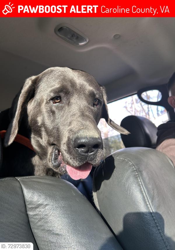 Lost Male Dog last seen Ruther Glen, Caroline County, VA 22546