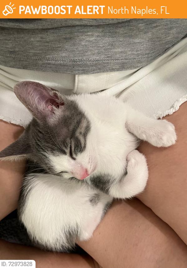Surrendered Male Cat last seen Veterans Memorial Parkway, North Naples, FL 34110