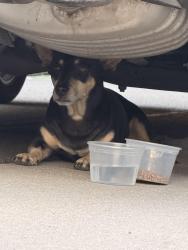 Found/Stray Female Dog last seen Near holly and Arapahoe CO, Centennial, CO 80112