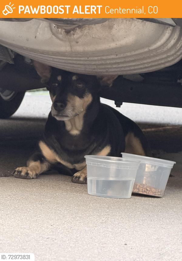 Found/Stray Female Dog last seen Near holly and Arapahoe CO, Centennial, CO 80112