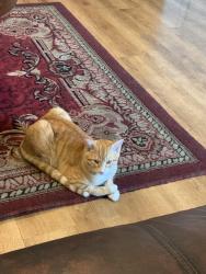 Reunited Male Cat last seen Danube Dunkirk Robins Maxwell Ceylon, Denver, CO 80249